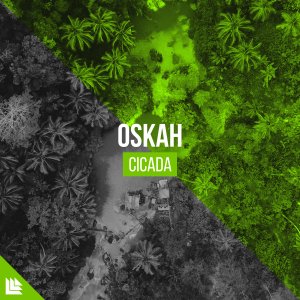Cicada - Oskah